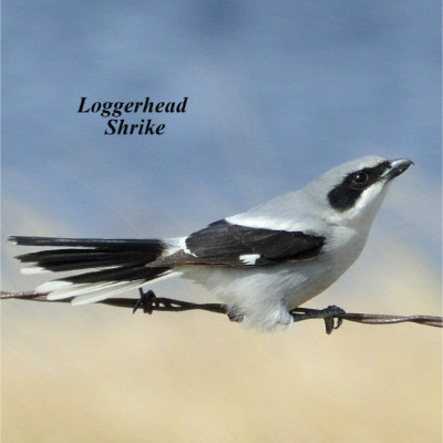 Loggerhead Shrike